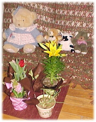 Madre Bear's Reading Room
