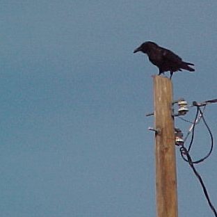 raven one