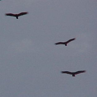 ravens three
