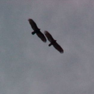 two ravens