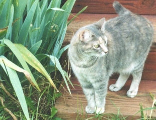 photo of tiger cat
