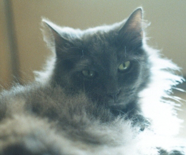photo of grey cat
